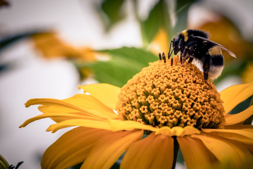 pszczoła apikultura